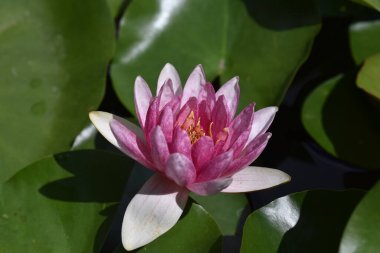 Güzel çiçek açan nilüfer çiçekleri yaz günü gölette büyür. 