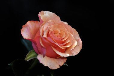 Koyu arkaplanda güzel bir gül, yaz konsepti, yakın görüş  