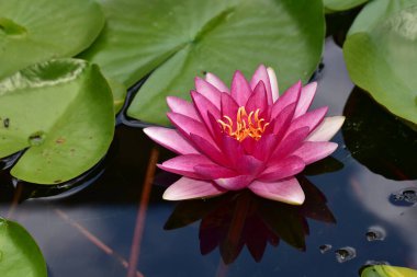 Güzel çiçek açan nilüfer çiçekleri yaz günü gölette büyür. 