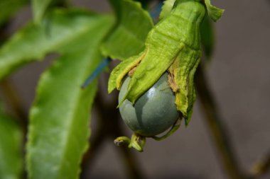 Meyveli çalı dalı açık havada, yaz konsepti, yakın manzara  