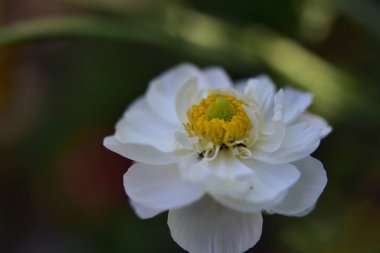 Güneşli yaz gününde bahçede yetişen güzel çiçekler. 