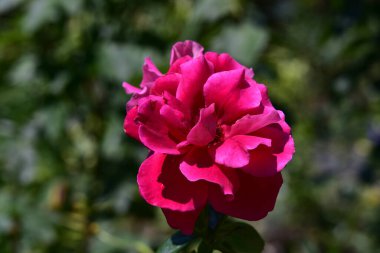 Güneşli yaz gününde bahçede yetişen güzel çiçekler. 