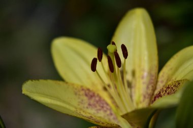 Güneşli yaz gününde bahçede yetişen güzel zambak çiçeği. 