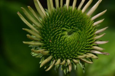 Güneşli bir günde bahçede büyüyen güzel çiçek. 