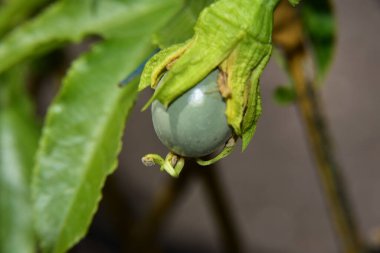 Meyveli çalı dalı açık havada, yaz konsepti, yakın manzara  