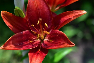 Güneşli yaz gününde bahçede yetişen güzel zambak çiçeği. 