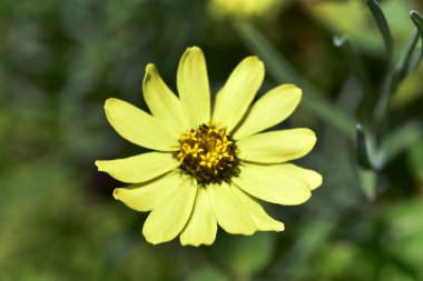 Güneşli bir günde bahçede büyüyen güzel çiçek. 