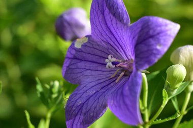 Güneşli bir günde bahçede büyüyen güzel çiçek. 