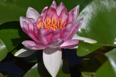 Güzel çiçek açan nilüfer çiçekleri yaz günü gölette büyür. 