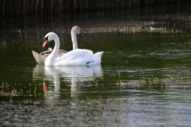 Güzel kuğular yaz günü göl suyunda yüzerler. 