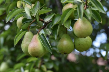 Açık havada yetişen olgun armutları olan ağaç, yaz konsepti, yakın görüş  