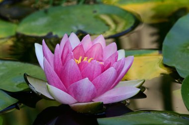 Güzel çiçek açan nilüfer çiçekleri yaz günü gölette büyür. 