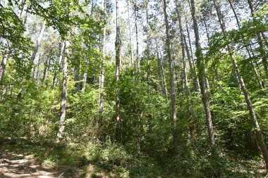 Ormandaki sonbahar ağaçlarının manzarası