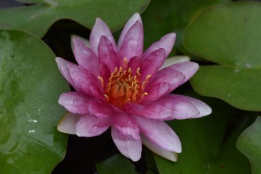 Güzel çiçek açan nilüfer çiçekleri yaz günü gölette büyür. 