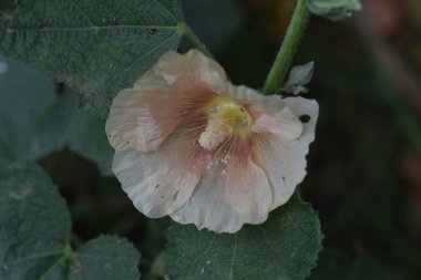 Güneşli yaz gününde bahçede yetişen güzel çiçekler. 