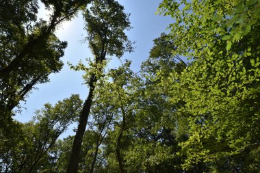 Ormandaki sonbahar ağaçlarının manzarası