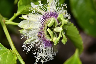 Güneşli bir günde bahçede büyüyen güzel çiçek. 