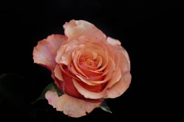 Koyu arkaplanda güzel bir gül, yaz konsepti, yakın görüş  