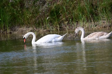 Güzel kuğular yaz günü göl suyunda yüzerler. 