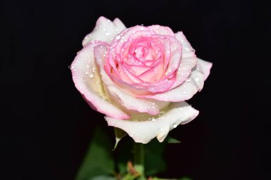 Koyu arkaplanda güzel bir gül, yaz konsepti, yakın görüş  