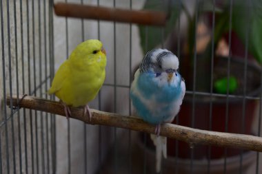 Hayvanat bahçesinde dinlenen şirin papağanlar. 