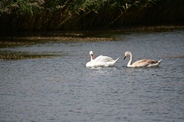 Güzel kuğular yaz günü göl suyunda yüzerler. 