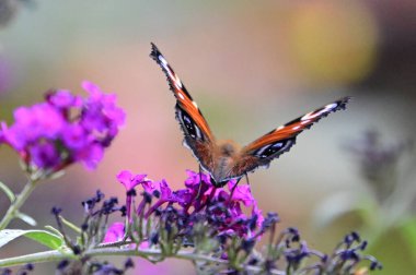 Güneşli yaz gününde bahçede büyüyen güzel çiçeklerin üzerindeki kelebek. 