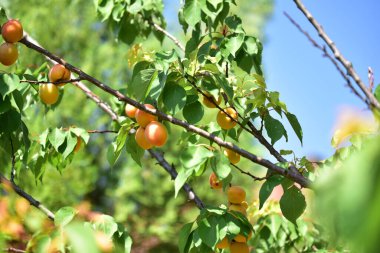 Açık havada yetişen olgunlaşmamış kayısıları olan ağaç, yaz konsepti, yakın görüş.  