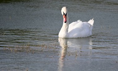 Yaz günü göl suyunda yüzen güzel bir kuğu. 