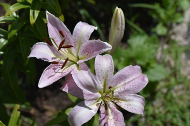 Güneşli yaz gününde bahçede yetişen güzel zambaklar. 