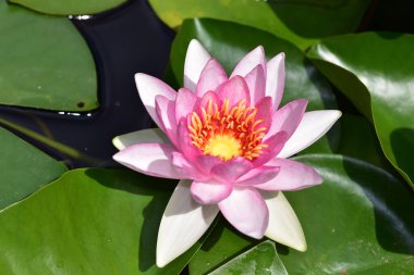 Güzel çiçek açan nilüfer çiçekleri yaz günü gölette büyür. 