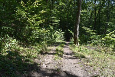 Ormandaki sonbahar ağaçlarının manzarası