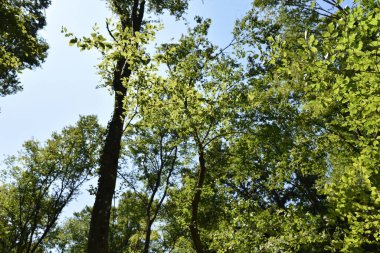 Ormandaki sonbahar ağaçlarının manzarası