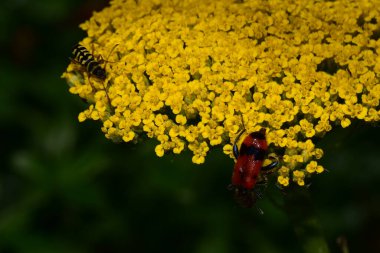 Güneşli yaz gününde bahçede yetişen güzel çiçekler. 