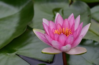 Güzel çiçek açan nilüfer çiçekleri yaz günü gölette büyür. 