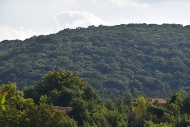 Mavi gökyüzü arka planında yeşil yaz ormanı manzarası 