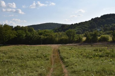 yol boyunca yeşil yaz çayırı boyunca ormanlar mavi gökyüzü arka planında  