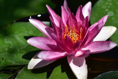 Güzel çiçek açan nilüfer çiçekleri yaz günü gölette büyür. 