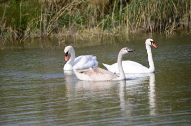 Güzel kuğular yaz günü göl suyunda yüzerler. 