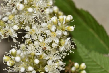 Güneşli yaz gününde bahçede yetişen güzel çiçekler. 