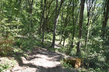 Ormandaki sonbahar ağaçlarının manzarası