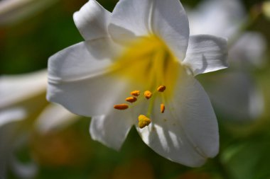Güneşli yaz gününde bahçede yetişen güzel çiçekler. 