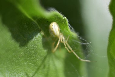 Yazın güneşli bir günde bahçede yeşil yaprak üzerinde beyaz örümcek. 
