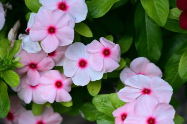 Güneşli yaz gününde bahçede yetişen güzel çiçekler. 