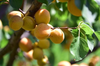 Açık havada yetişen olgunlaşmamış kayısıları olan ağaç, yaz konsepti, yakın görüş.  