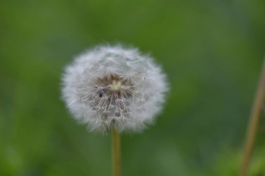 Güneşli yaz gününde bahçede yetişen güzel çiçekler. 