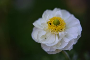 Güneşli yaz gününde bahçede yetişen güzel çiçekler. 