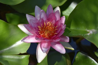 Güzel çiçek açan nilüfer çiçekleri yaz günü gölette büyür. 