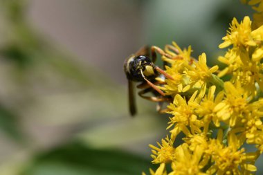 Güneşli yaz gününde bahçede yetişen güzel çiçekler. 