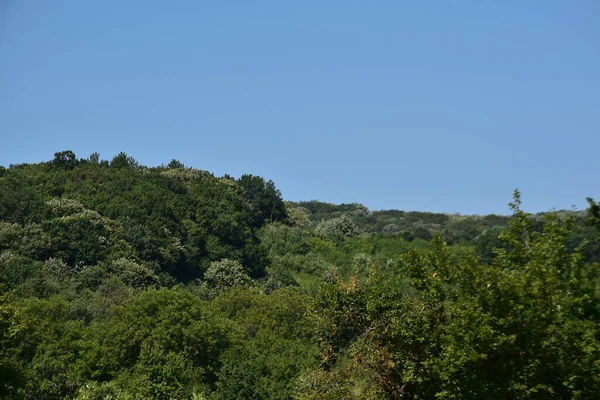 Mavi gökyüzü arka planında yeşil yaz ormanı manzarası 